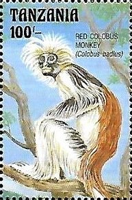 Colnect-6303-503-Colobus-badius.jpg