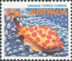 Colnect-658-132-Orange-tipped-Cowrie-Crenavolva-leopardus.jpg