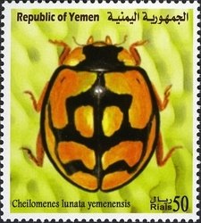 Colnect-960-971-Lunata-Ladybird-Cheilomenes-lunata-yemenensis.jpg