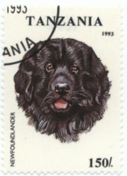 Colnect-1080-275-Newfoundland-Dog-Canis-lupus-familiaris.jpg