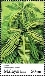 Colnect-1434-513-Ferns---Dicranopteris-linearis.jpg