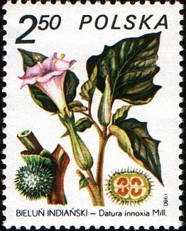 Colnect-1977-110-Datura-innoxia.jpg