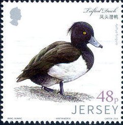 Colnect-3627-411-Tufted-Duck-Aythya-fuligula.jpg