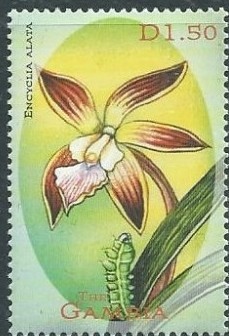 Colnect-2827-295-Encyclia-alata.jpg