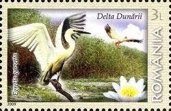 Colnect-763-068-Danube-Delta-Little-Egret-Egretta-garzetta-Water-Lily.jpg