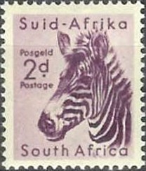 Mountain-Zebra-Equus-zebra.jpg