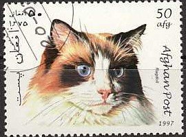 Colnect-1104-953-Ragdoll-Felis-silvestris-catus.jpg