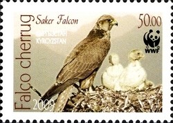 Colnect-1535-235-Saker-Falcon-Falco-cherrug.jpg