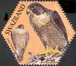 Colnect-1696-584-Peregrine-Falcon-Falco-peregrinus.jpg