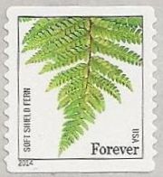 Colnect-2170-416-Soft-shield-fern-Polystichum-setiferum.jpg