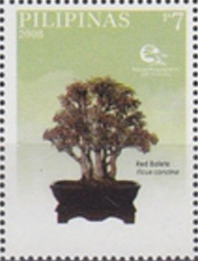 Colnect-2944-624-Red-Balete-nbsp--nbsp-Ficus-concina-nbsp--nbsp-Oding-Reyes.jpg