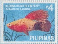 Colnect-2959-124-Bleeding-Heart-Hi-fin-Platy-Xiphophorus-maculatus.jpg