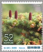 Colnect-3536-633-Nikko-Fir-Abies-homolepis.jpg