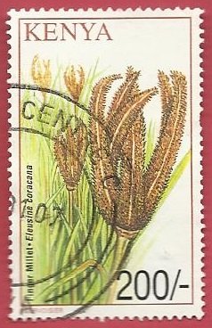 Colnect-4000-198-Finger-millet.jpg