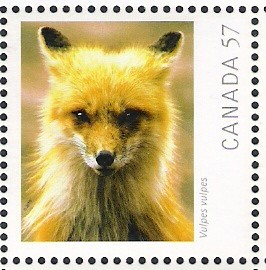 Colnect-578-724-Red-Fox-Vulpes-vulpes.jpg