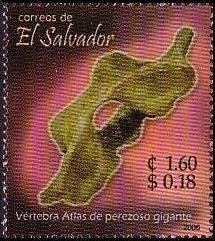 Colnect-1388-337-Atlas-vertebra-of-a-Giant-Armadillo-Priodontes-maximus.jpg