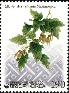 Colnect-1605-224-Acer-ginnala-Maximowicz.jpg