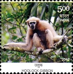 Colnect-1619-856-Hoolock-Gibbon-Hoolock-hoolock.jpg