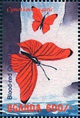 Colnect-2631-393-Blood-red-Glider-Cymothoe-sangaris.jpg