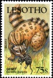 Colnect-4201-845-Common-Genet-Genetta-genetta.jpg