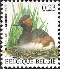 Colnect-570-769-Black-necked-Grebe-Podiceps-nigricollis.jpg