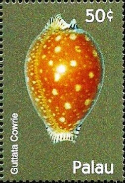 Colnect-5862-030-Guttata-cowrie.jpg