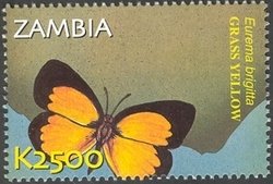 Colnect-934-602-Broad-bordered-Grass-Yellow-Eurema-brigitta.jpg