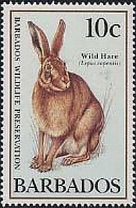 Colnect-1497-066-Cape-Hare-Lepus-capensis.jpg