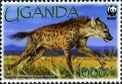 Colnect-1716-567-Spotted-Hyena-Crocuta-crocuta.jpg