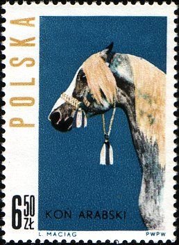 Colnect-3931-410-Head-of-Arab-Horse-Equus-ferus-caballus.jpg