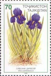 Colnect-1100-315-Iris-darwasica.jpg