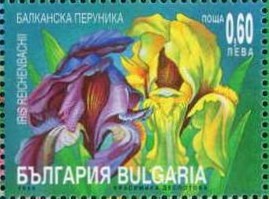 Colnect-1818-282-Iris-Iris-reichenbachii.jpg