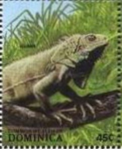 Colnect-2264-779-Green-Iguana-Iguana-iguana.jpg