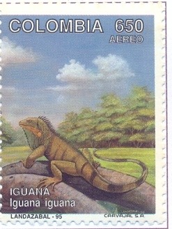 Colnect-2498-513-Green-Iguana-Iguana-iguana.jpg