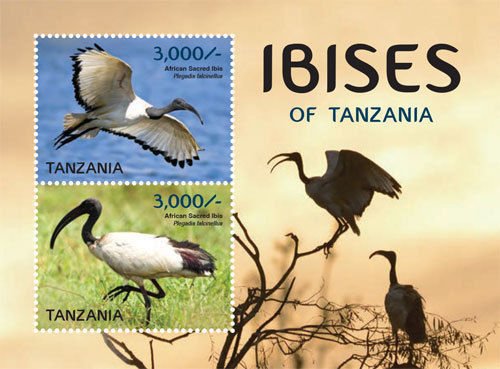 Colnect-3056-889-African-Sacred-Ibis-Threskiornis-aethiopicus.jpg