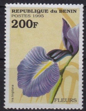 Colnect-3612-765-Iris-tingitana.jpg