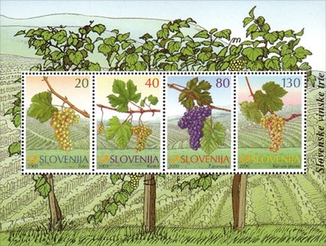 Old-Vine-Types-in-Slovenia-.jpg