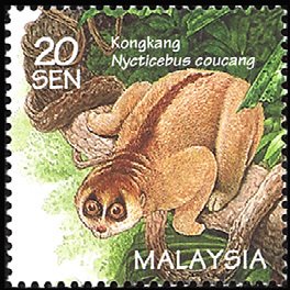 Colnect-1052-697-Sunda-Slow-Loris-Nycticebus-coucang.jpg