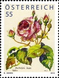 Colnect-1160-581-Rose--ldquo-ballata-rdquo-.jpg