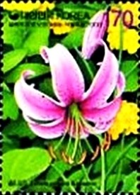 Colnect-2386-676-Lilium-cernum.jpg