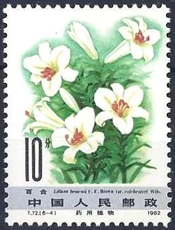 Colnect-3928-179-Lilium-brownii.jpg