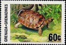 Colnect-4309-200-Land-tortoise.jpg