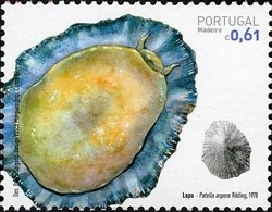 Colnect-546-873-Azorean-Limpet-Patella-aspera.jpg