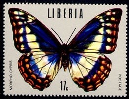 Colnect-1259-344-Cypris-Morpho-Morpho-cypris.jpg