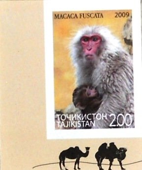 Colnect-1466-275-Japanese-Macaque-Macaca-fuscata.jpg