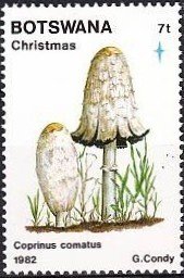 Colnect-1754-731-Shaggy-Mane-Coprinus-comatus.jpg