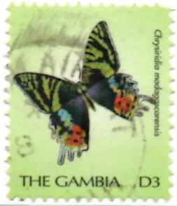 Colnect-2044-212-Madagascan-Sunset-Moth-Chrysiridia-madagascarensis.jpg