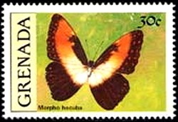 Colnect-2172-461-Sunset-Morpho-Morpho-hecuba.jpg