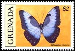 Colnect-2172-468-Cisseis-Morpho-Morpho-cisseis.jpg