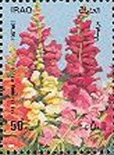 Colnect-2552-294-Antirrhinum-majus-without-white-border.jpg